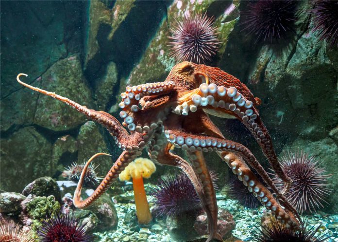 En-los-océanos-cada-día-hay-más-pulpos