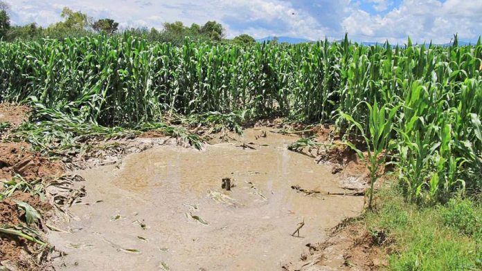 cultivos danados SEDAPA