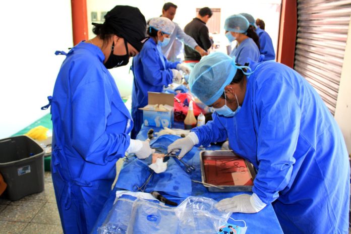 1-esterilización-animal