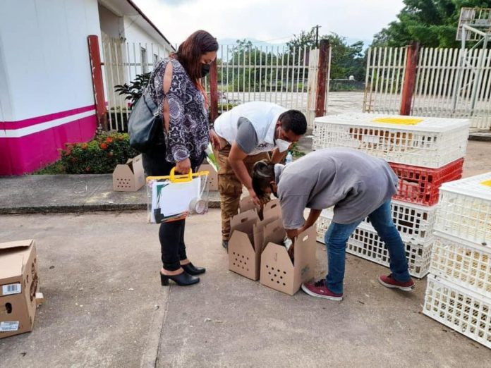 DIF-Entrega paquetes avícolas (1)