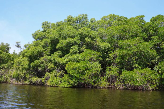 SEMAEDESO-2 SEMAEDESO 2