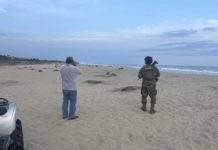 Garantiza SEMAR seguridad durante la quinta arribazón de tortugas marinas en Playa Escobilla