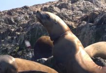 Ambientalistas unen esfuerzos para rescatar a una leona marina con tira de plástico en el cuello