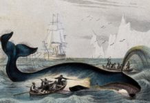 Buscan a un valiente cocinero para recrear travesía de un barco ballenero del siglo XVI