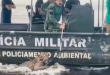 Rescatan en Brasil a jaguar que nadaba en el Río Negro tras ser herido