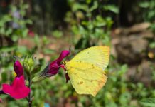 Identifican un acervo de 47 especies de mariposas en el Parque Estatal “Cerro del Fortín”