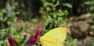 Identifican un acervo de 47 especies de mariposas en el Parque Estatal “Cerro del Fortín”