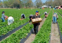 Triplica Trump incentivo para migrantes que quieran salir de EEUU