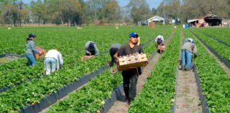 Triplica Trump incentivo para migrantes que quieran salir de EEUU