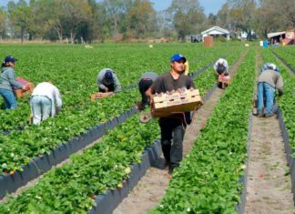 Triplica Trump incentivo para migrantes que quieran salir de EEUU