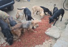 Rescata Fiscalía a 65 perritos por caso de crueldad animal, en San Francisco Lachigoló