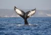 Continúa avistamiento de ballenas jorobadas en la Ruta de la Costa Oaxaqueña