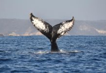 Continúa avistamiento de ballenas jorobadas en la Ruta de la Costa Oaxaqueña