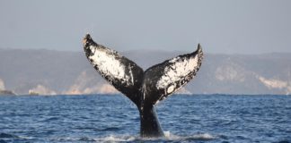 Continúa avistamiento de ballenas jorobadas en la Ruta de la Costa Oaxaqueña