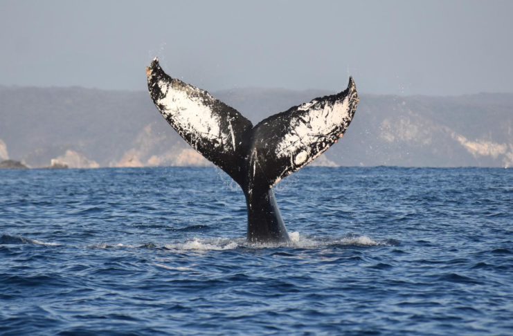Continúa avistamiento de ballenas jorobadas en la Ruta de la Costa Oaxaqueña