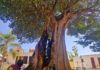 Evalúan autoridades ambientales daños en Árbol Notable de la Capilla de Belén