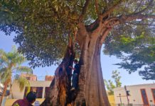 Evalúan autoridades ambientales daños en Árbol Notable de la Capilla de Belén