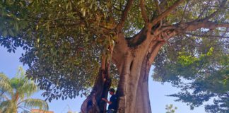Evalúan autoridades ambientales daños en Árbol Notable de la Capilla de Belén