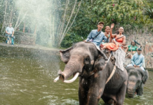 Indonesia, primer país de Asia en prohibir los paseos en elefante
