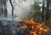 Atienden brigadistas y comuneros incendio forestal en San Miguel Chimalapa