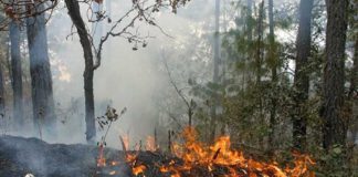 Atienden brigadistas y comuneros incendio forestal en San Miguel Chimalapa