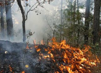 Atienden brigadistas y comuneros incendio forestal en San Miguel Chimalapa
