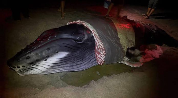 Rescatan a ballenato en costas de Oaxaca