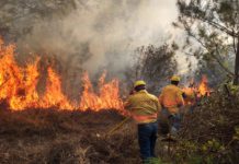 Reportan tres incendios forestales activos y tres liquidados