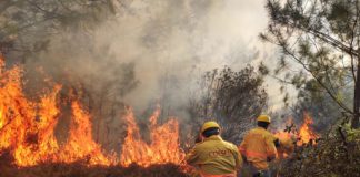 Reportan tres incendios forestales activos y tres liquidados