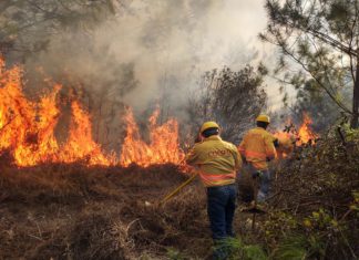 Reportan tres incendios forestales activos y tres liquidados