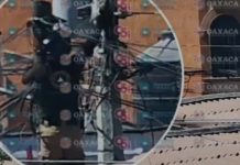 Dan seguimiento a rescate de felino en Santa Cruz Xoxocotlán