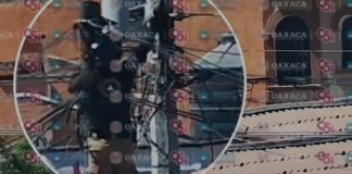 Dan seguimiento a rescate de felino en Santa Cruz Xoxocotlán