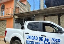 Rescata FGEO a perro que estaba en la azotea de una vivienda