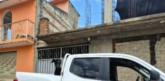 Rescata FGEO a perro que estaba en la azotea de una vivienda