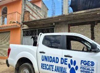 Rescata FGEO a perro que estaba en la azotea de una vivienda