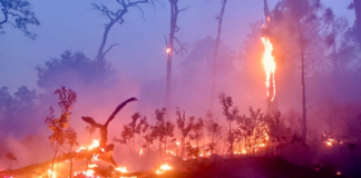 Durante marzo, atiende Coesfo 36 incendios forestales y de pastizales