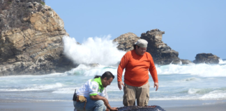 Resguardan a tortuga laúd tras quedar atrapada en laguna de Tonameca