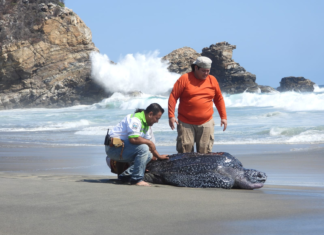 Resguardan a tortuga laúd tras quedar atrapada en laguna de Tonameca