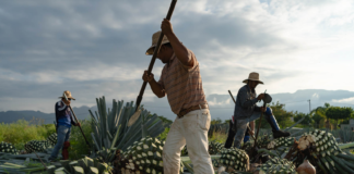 Auge del mezcal está acelerando deterioro ambiental en Oaxaca