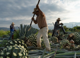 Auge del mezcal está acelerando deterioro ambiental en Oaxaca