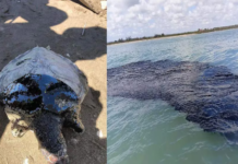 Alista sistema de alertamiento por derrame de hidrocarburos