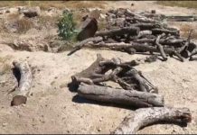 Guerreros Buscadores de Jalisco publica video inédito del rancho Izaguirre