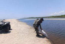 Recuperan 2 mil huevos de tortuga golfina en la Costa oaxaqueña
