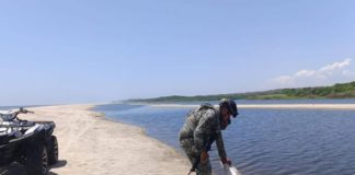 Recuperan 2 mil huevos de tortuga golfina en la Costa oaxaqueña