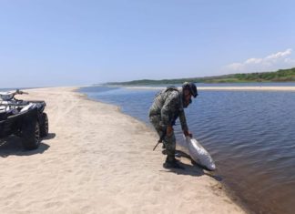 Recuperan 2 mil huevos de tortuga golfina en la Costa oaxaqueña