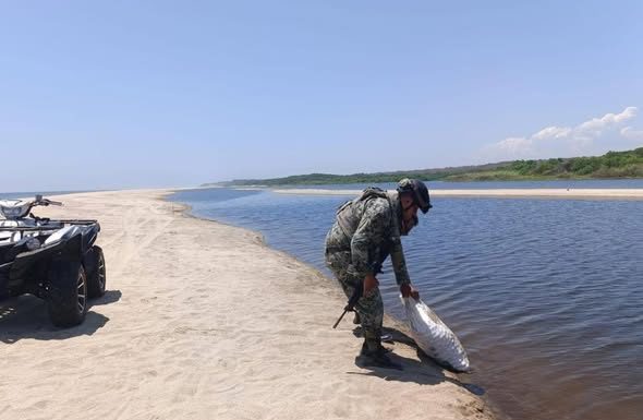 Recuperan 2 mil huevos de tortuga golfina en la Costa oaxaqueña