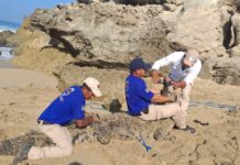 Aparece cocodrilo en zona de playa de Puerto Escondido