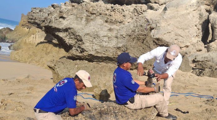 Aparece cocodrilo en zona de playa de Puerto Escondido