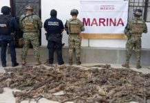Rescatan 192 iguanas transportadas ilegalmente en la región del Istmo