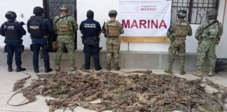 Rescatan 192 iguanas transportadas ilegalmente en la región del Istmo
